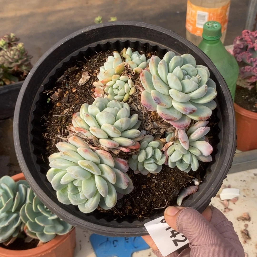 6142冰玉多头一物一拍