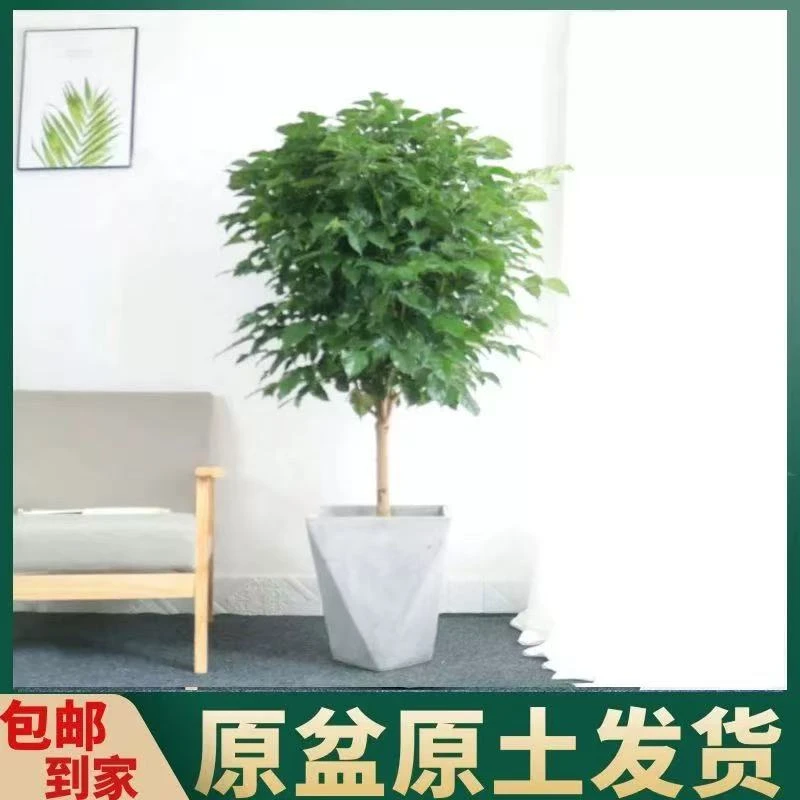 70 - 80cm独杆棒棒糖幸福树室内盆栽四季常青可吸醛净化空气