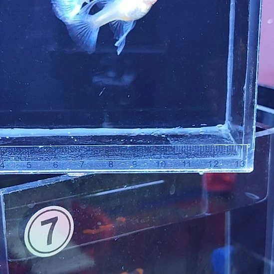 孔雀鱼13蓝白大C一对