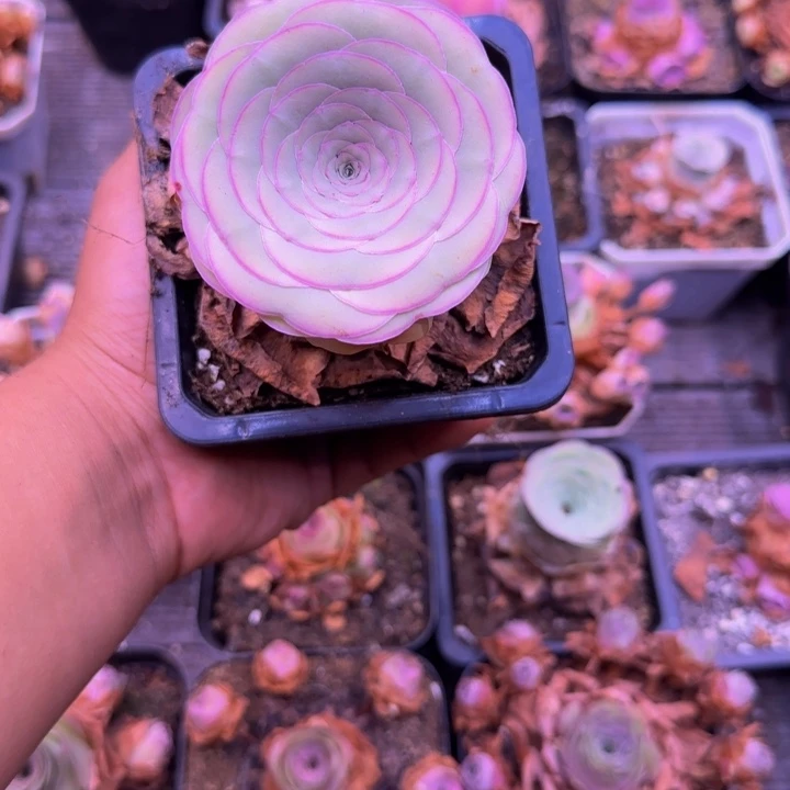 山地玫瑰1124242437373737343