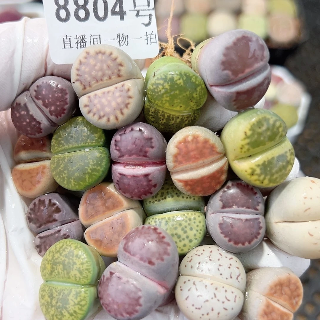 8804 好养易活生石花大母本18个