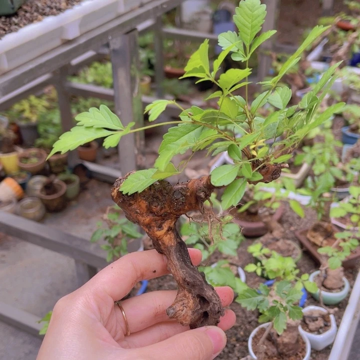 当前无花朵，栽培后可花朵