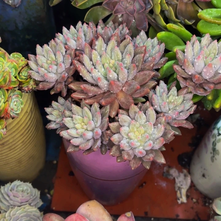 3***5老桩精品肉肉红蜻蜓