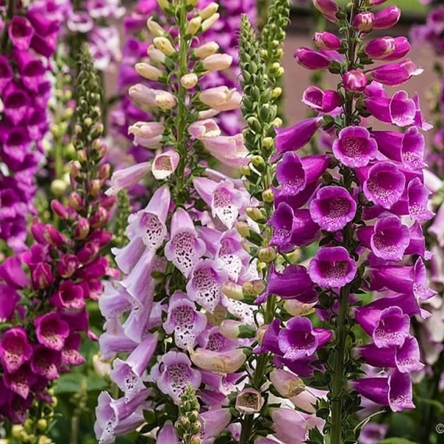 四季易种室内阳台多年生花种子+毛地黄种子