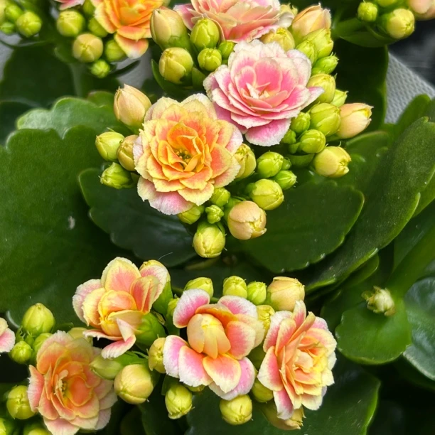 新品长寿花【樱绯雨】110盆黄粉渐变带白色花边重瓣大花