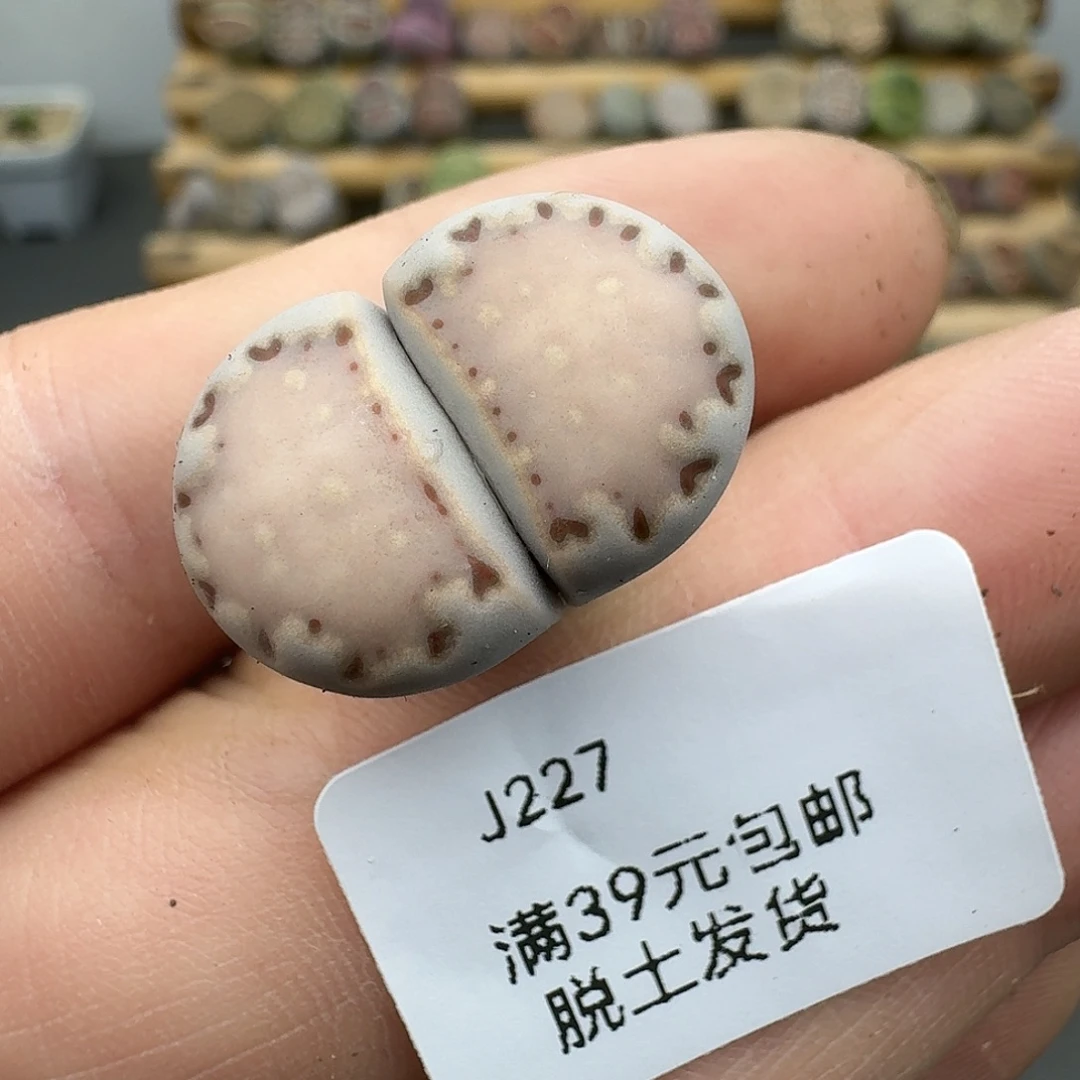 227多肉哈哈哈哈哈哈