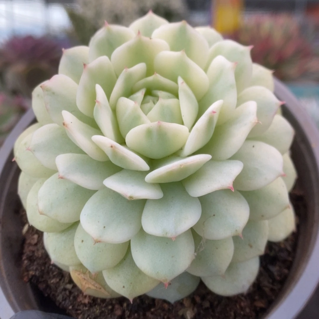 024静夜锦锦锦锦锦锦