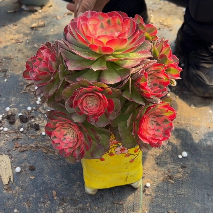 45.8荔枝一棵包邮