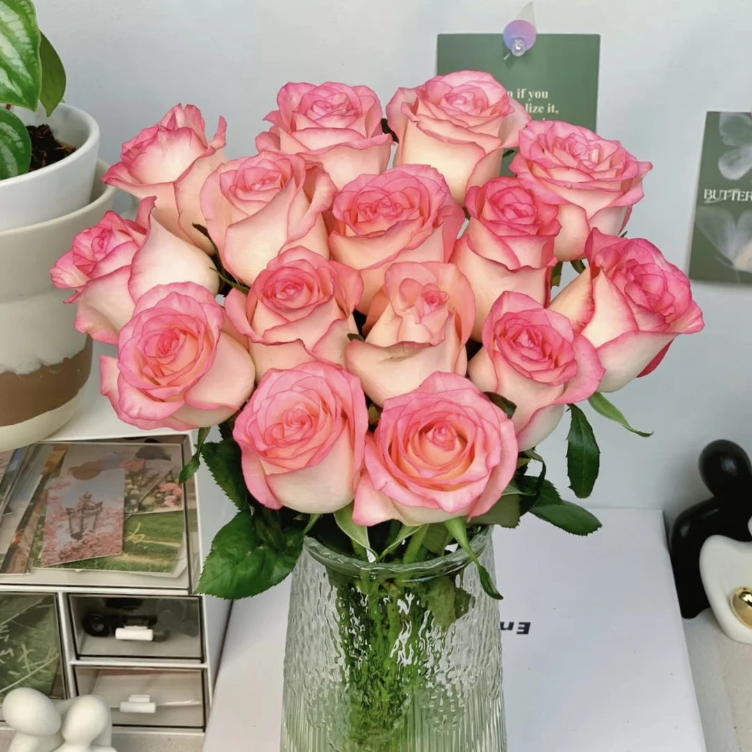 云南木木花卉艾莎 优选品质高颜值水养玫瑰花 高雅时尚家庭商务插