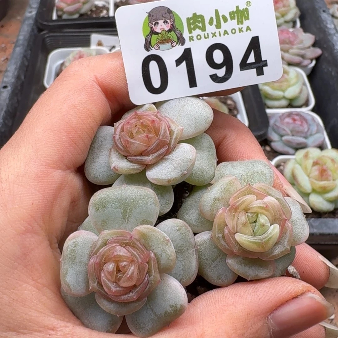 多肉植物多肉植物