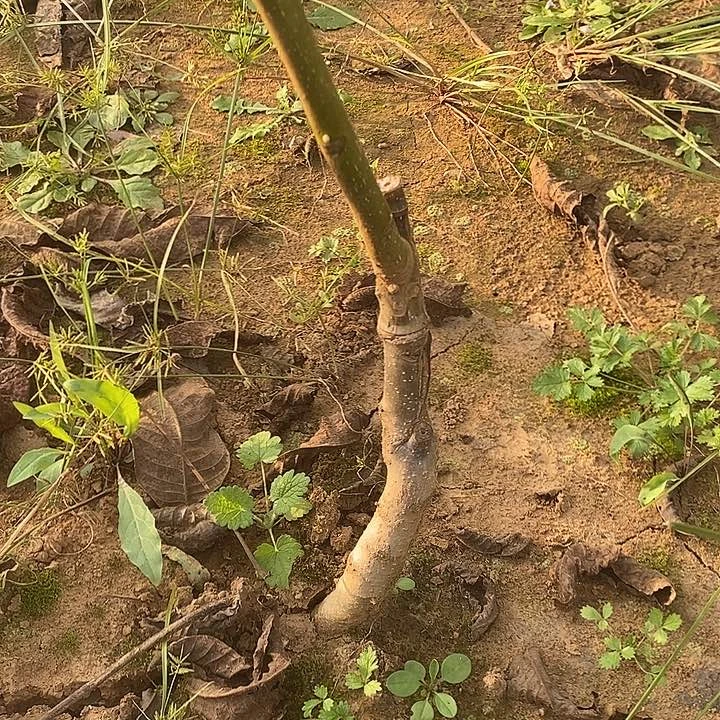 无花朵阿*涿鹿南疆石一年苗