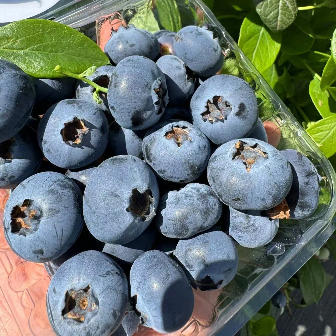 云南抚仙湖花香蓝莓