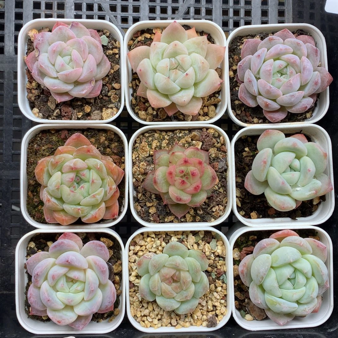 1207-121 套餐一组