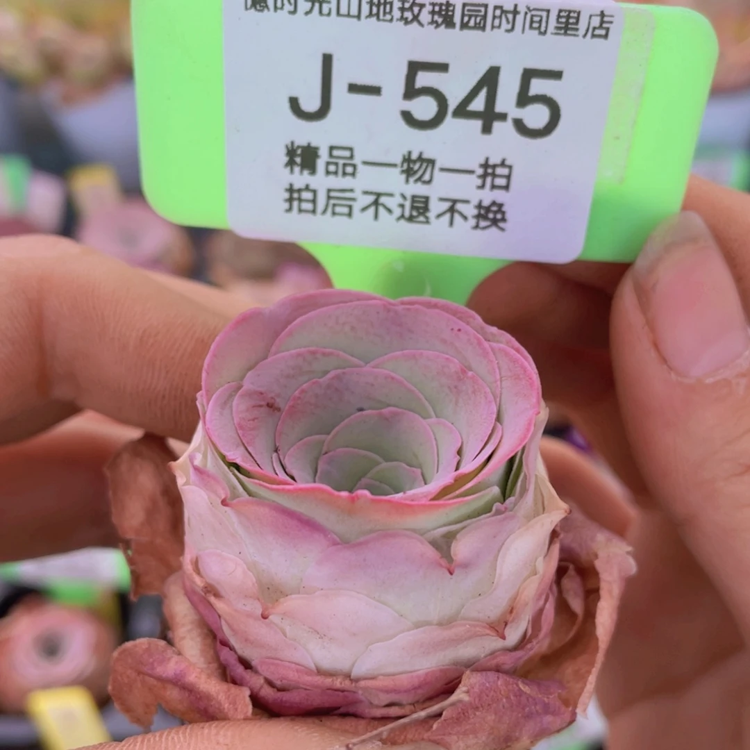 金缇玫瑰J545一物一拍