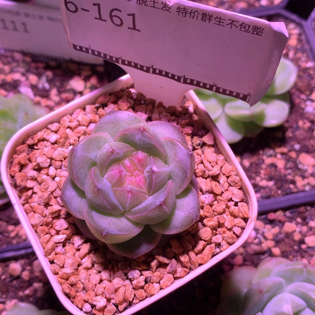 松绿珍妮包子糖心58包邮