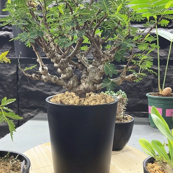 沙漠苏木一物一拍