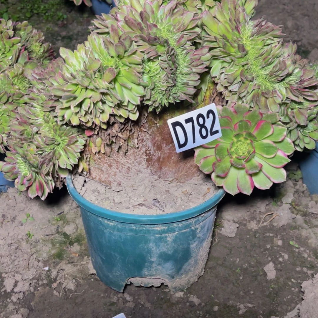 海王法师16/////5包邮