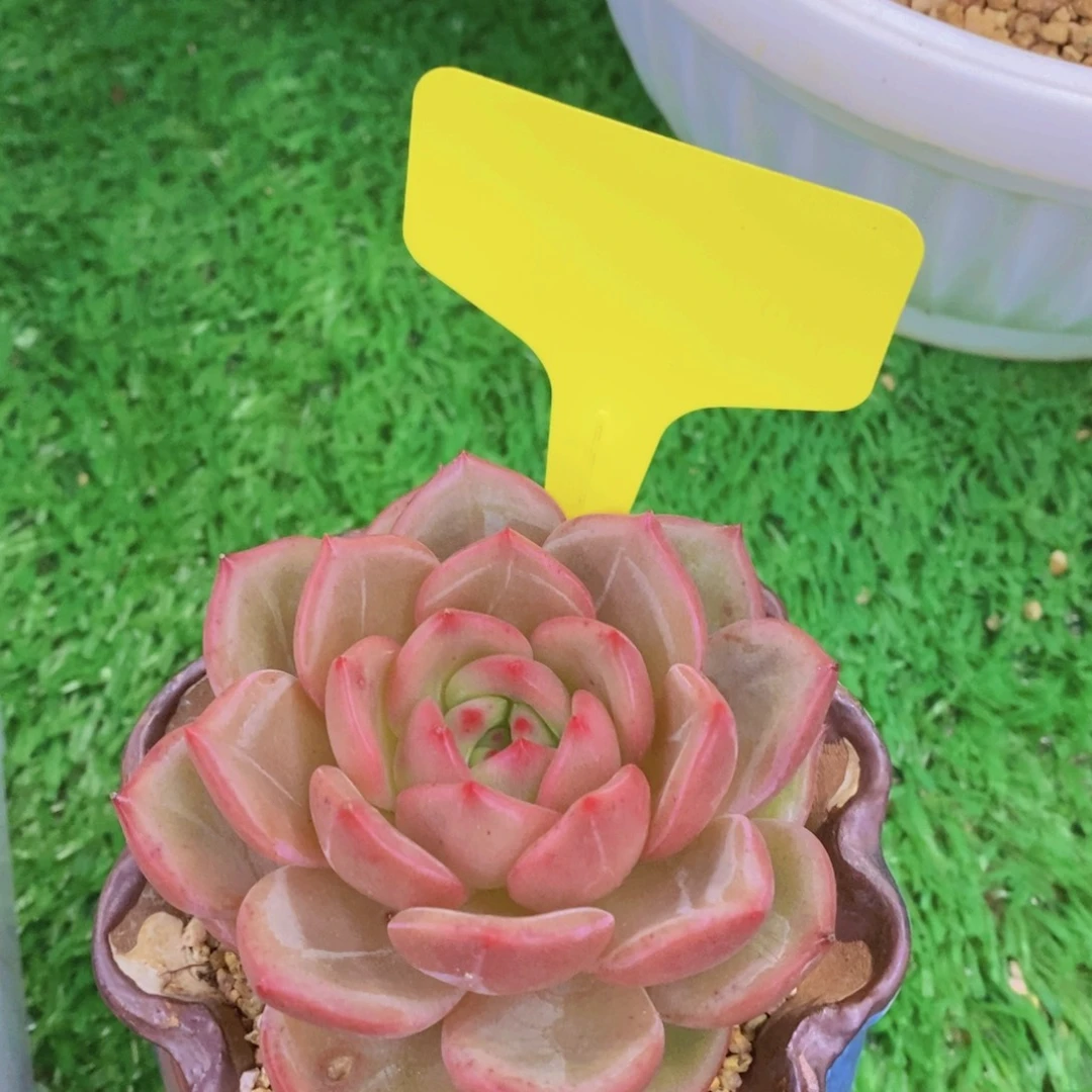 开心多肉植物多肉