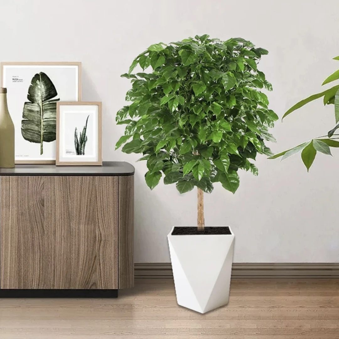 70-80单杆幸福树 棒棒糖绿宝 室内室外绿植盆栽花卉 四季常青