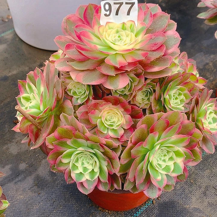 一***涯法师火龙果9770000