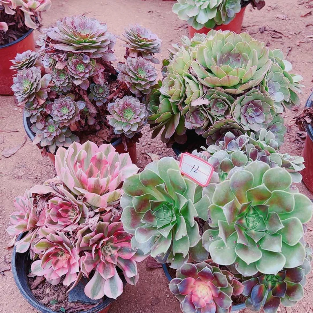 【闪购商品】无花朵秦**?12号套餐4颗多肉植物无售后