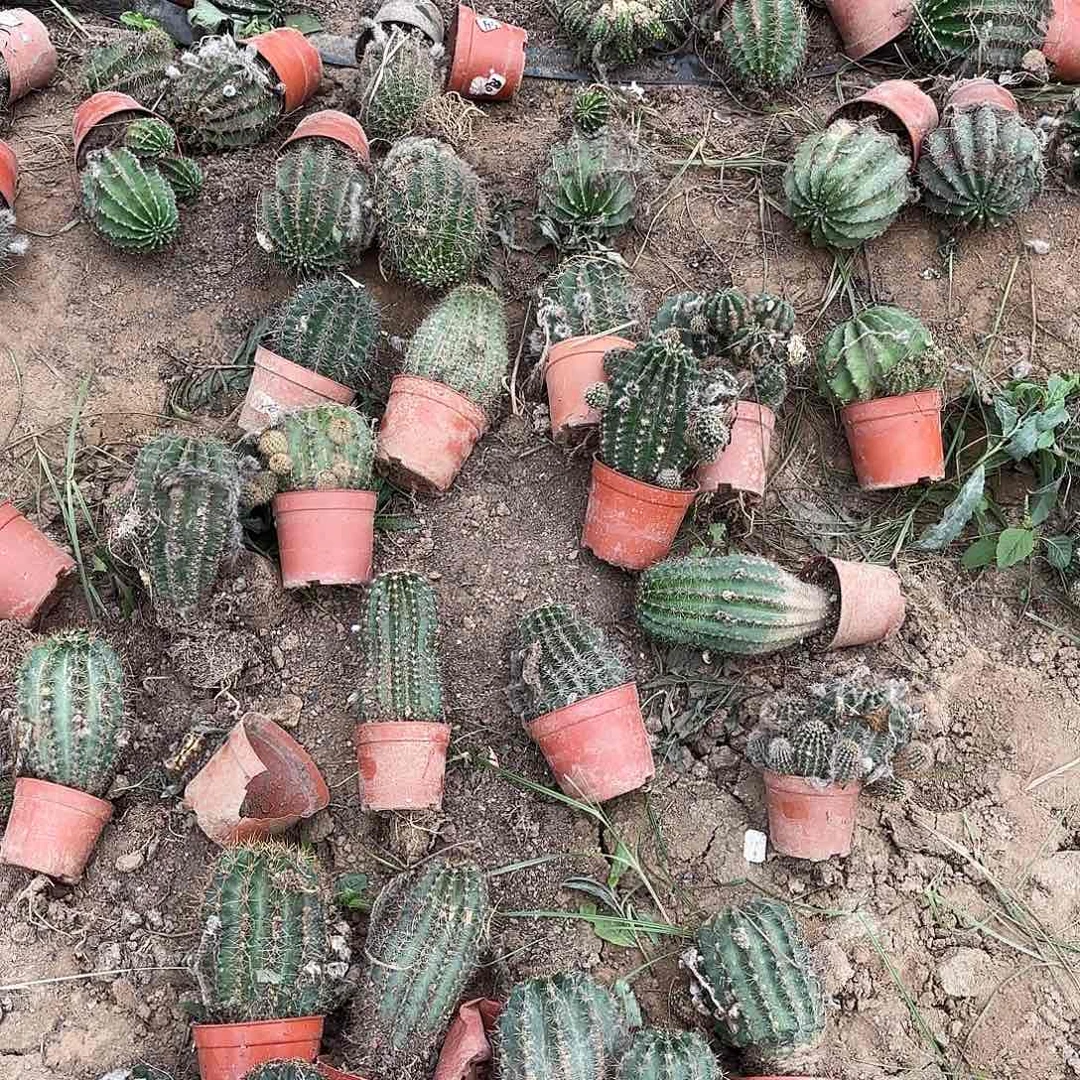 实生带根3颗花色瑕疵