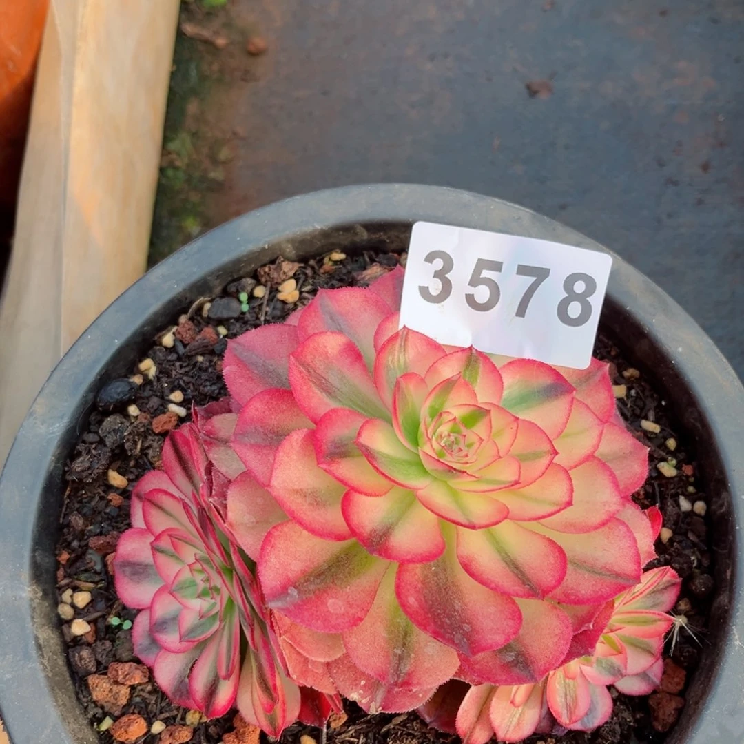 荔枝多肉28包邮发货