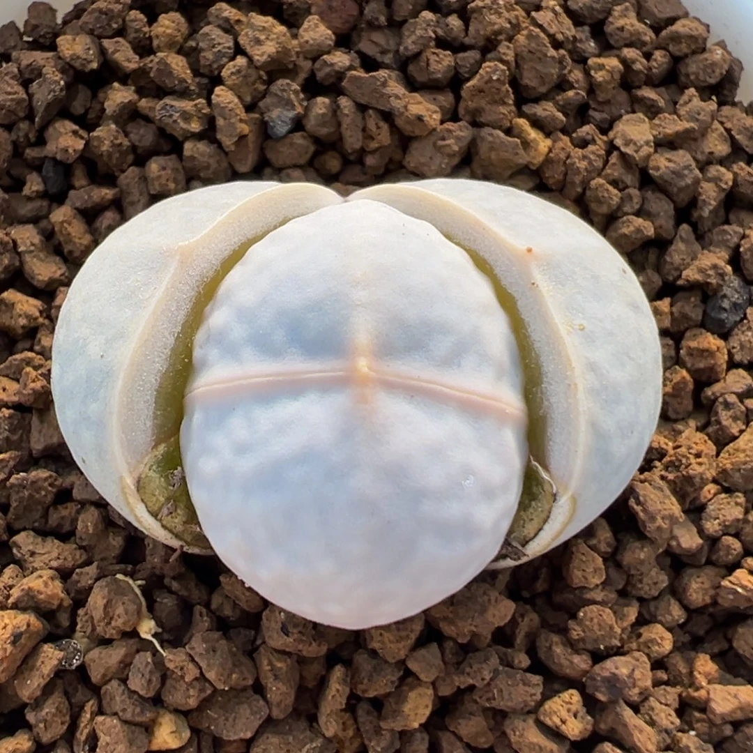 114多肉植物高尔夫