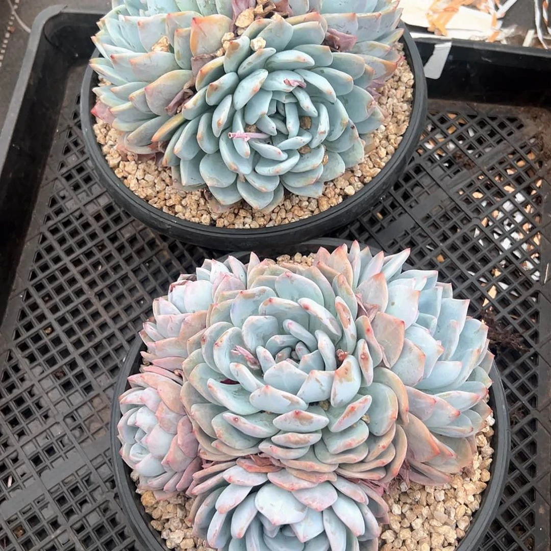 糖***暖多肉植物一物一拍