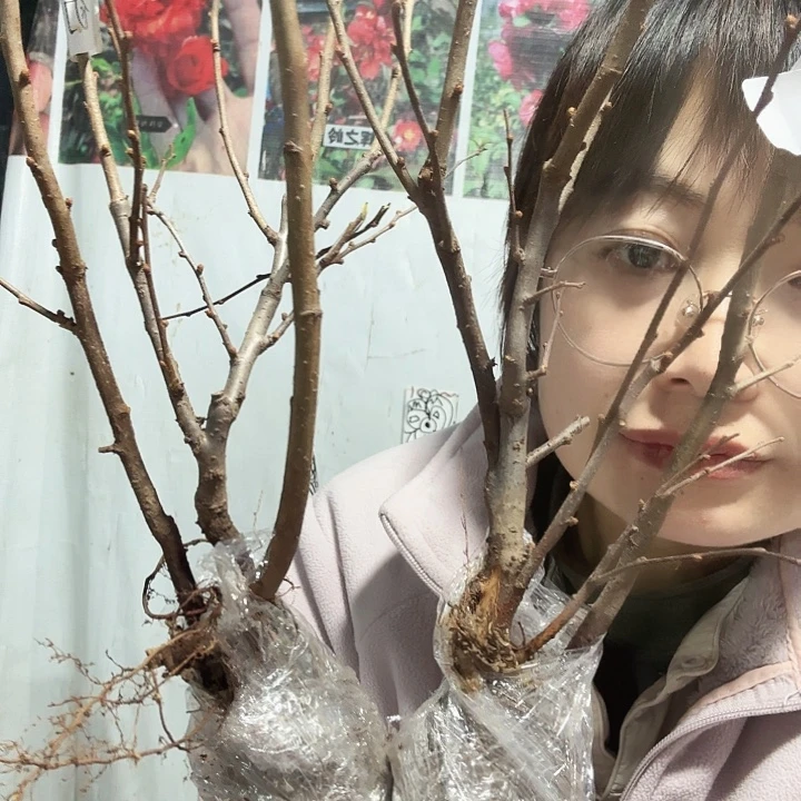 完全开放初心一棵（有可能有微瑕疵的）