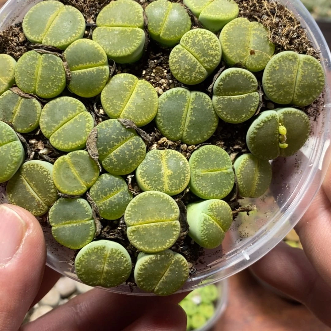 多肉蛋炒饭感谢您相伴132