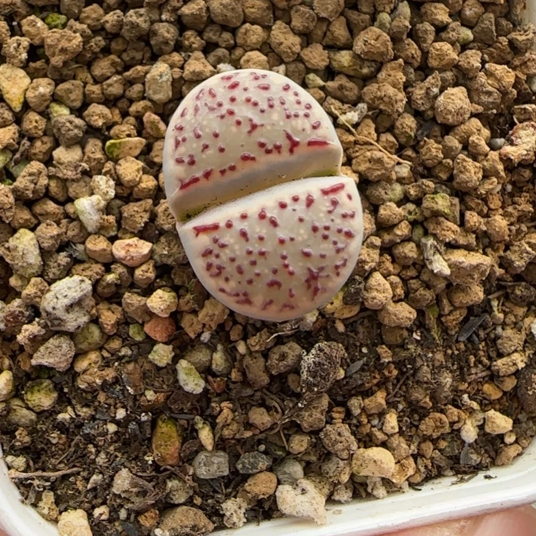 12.30。      粉焰。    2026