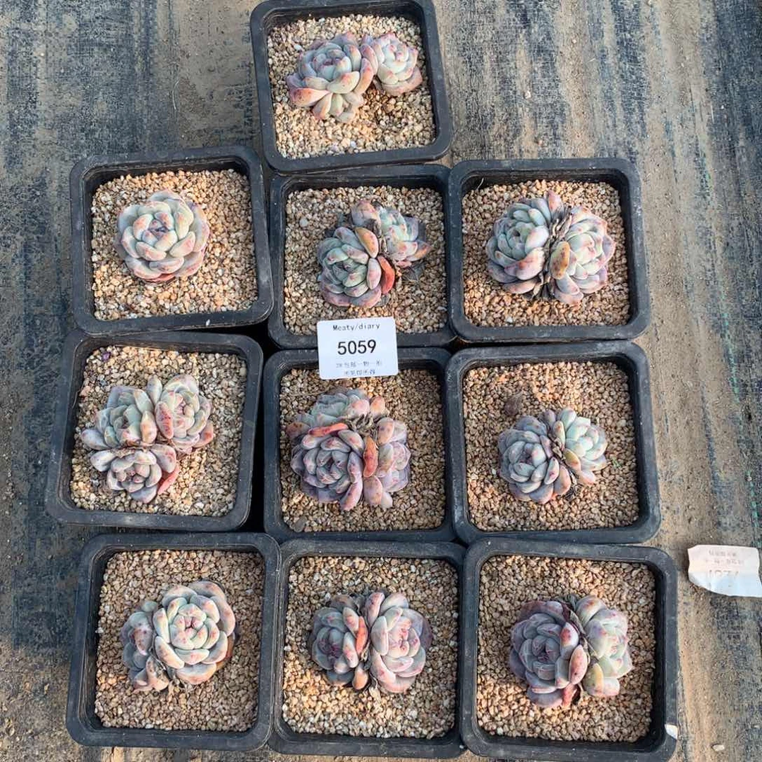 特5059星影全颗粒5厘米左右脱土发10颗一组