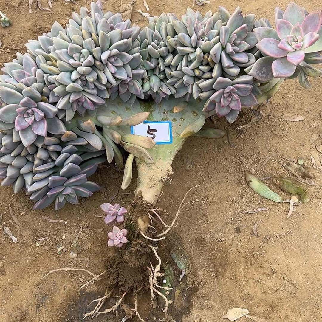 5号淡雪缀化一物一拍