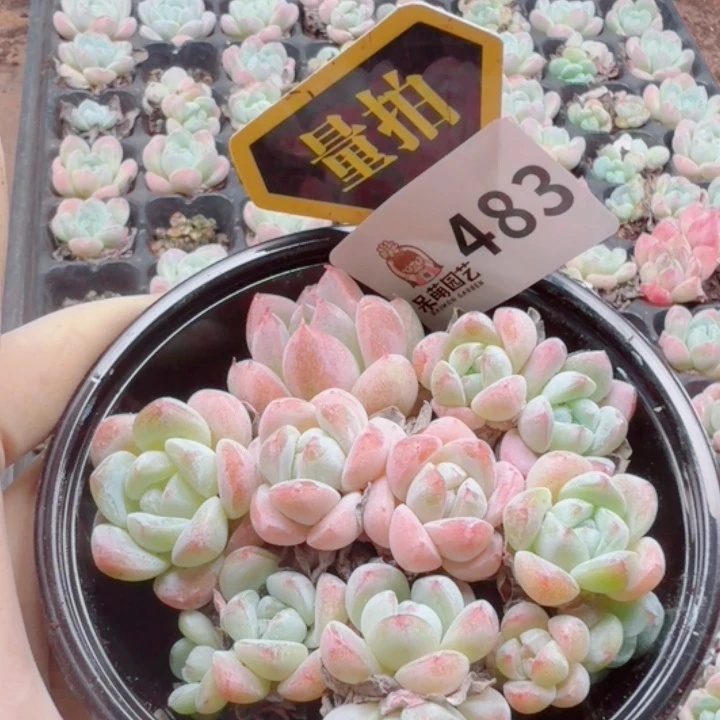 多肉植物多肉植物