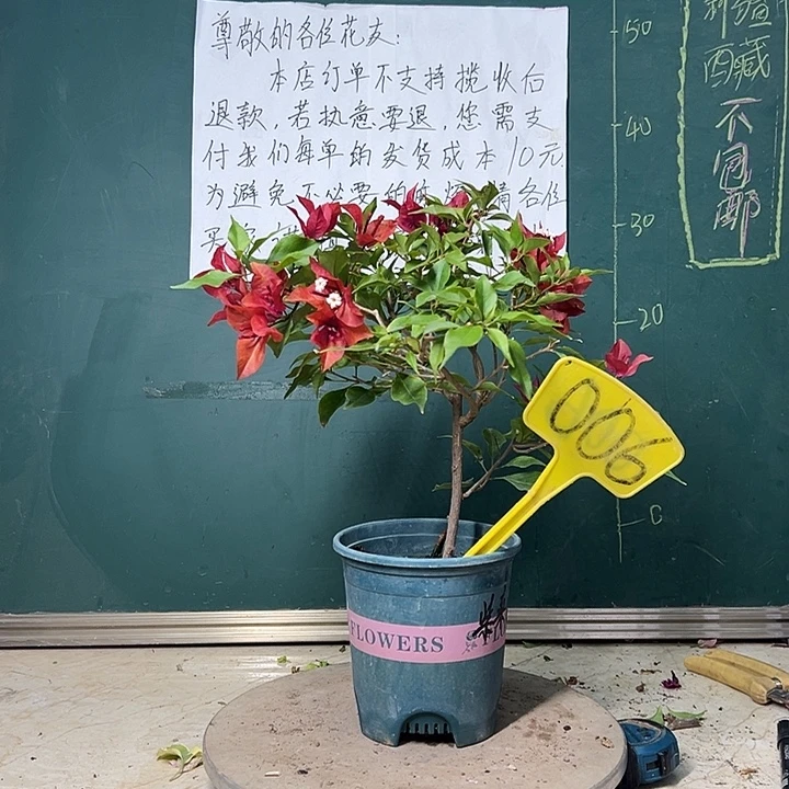 完全开放紫桑巴006