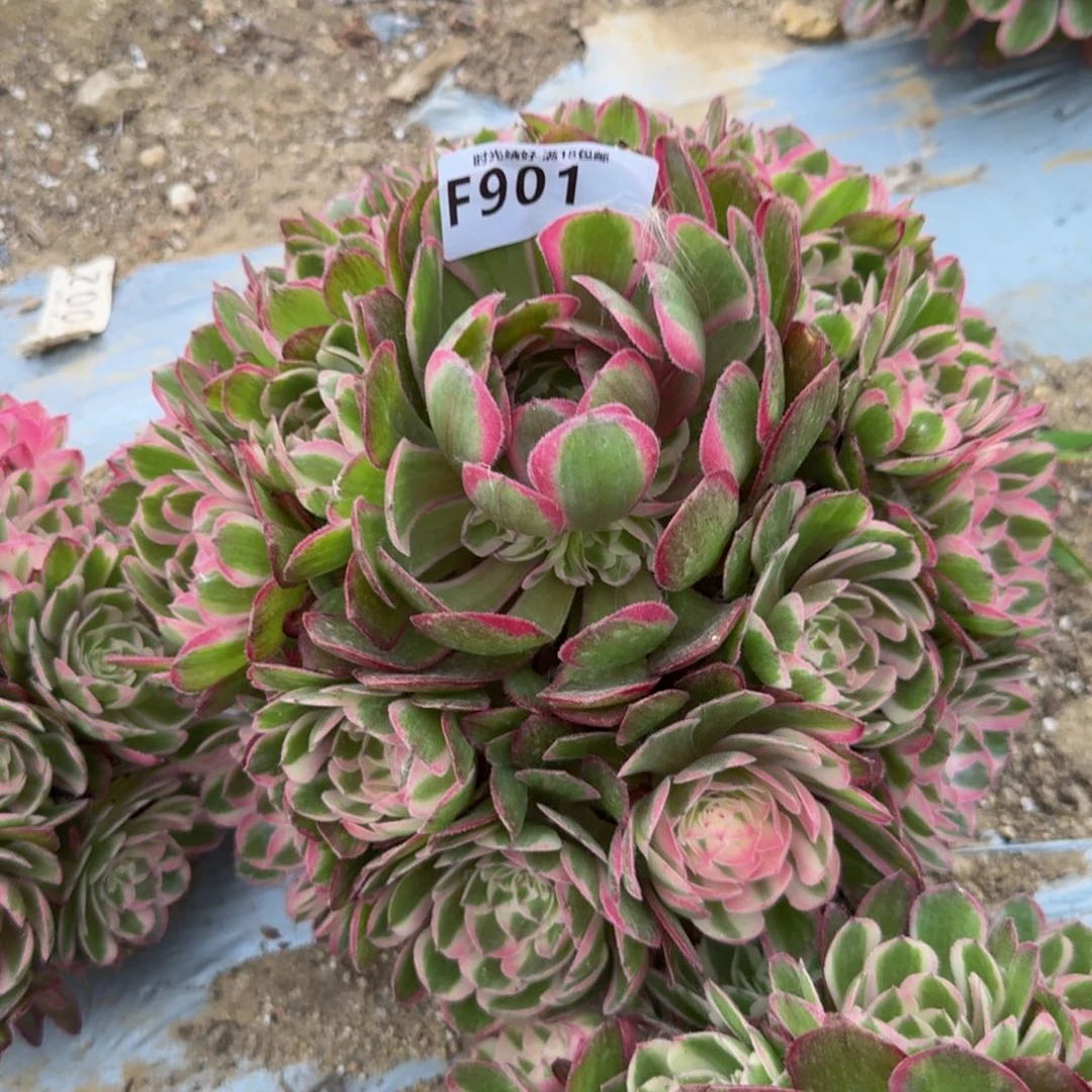 901瑶光。多肉植物