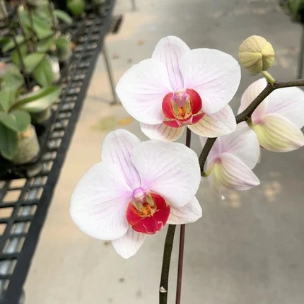 蝴蝶兰【果汁】带花苞盆栽兰花大苗客厅室内植物花卉四季好养活