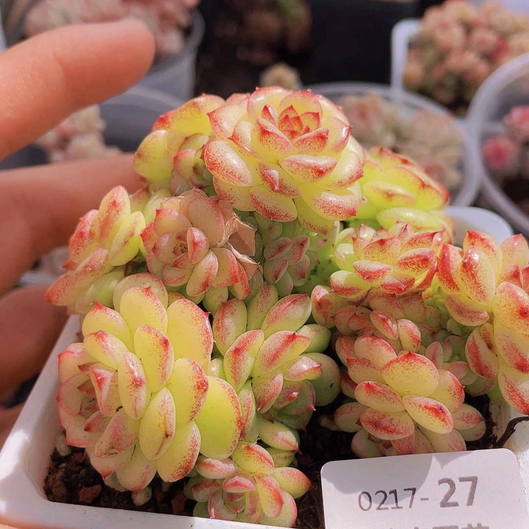 00000000000027量拍