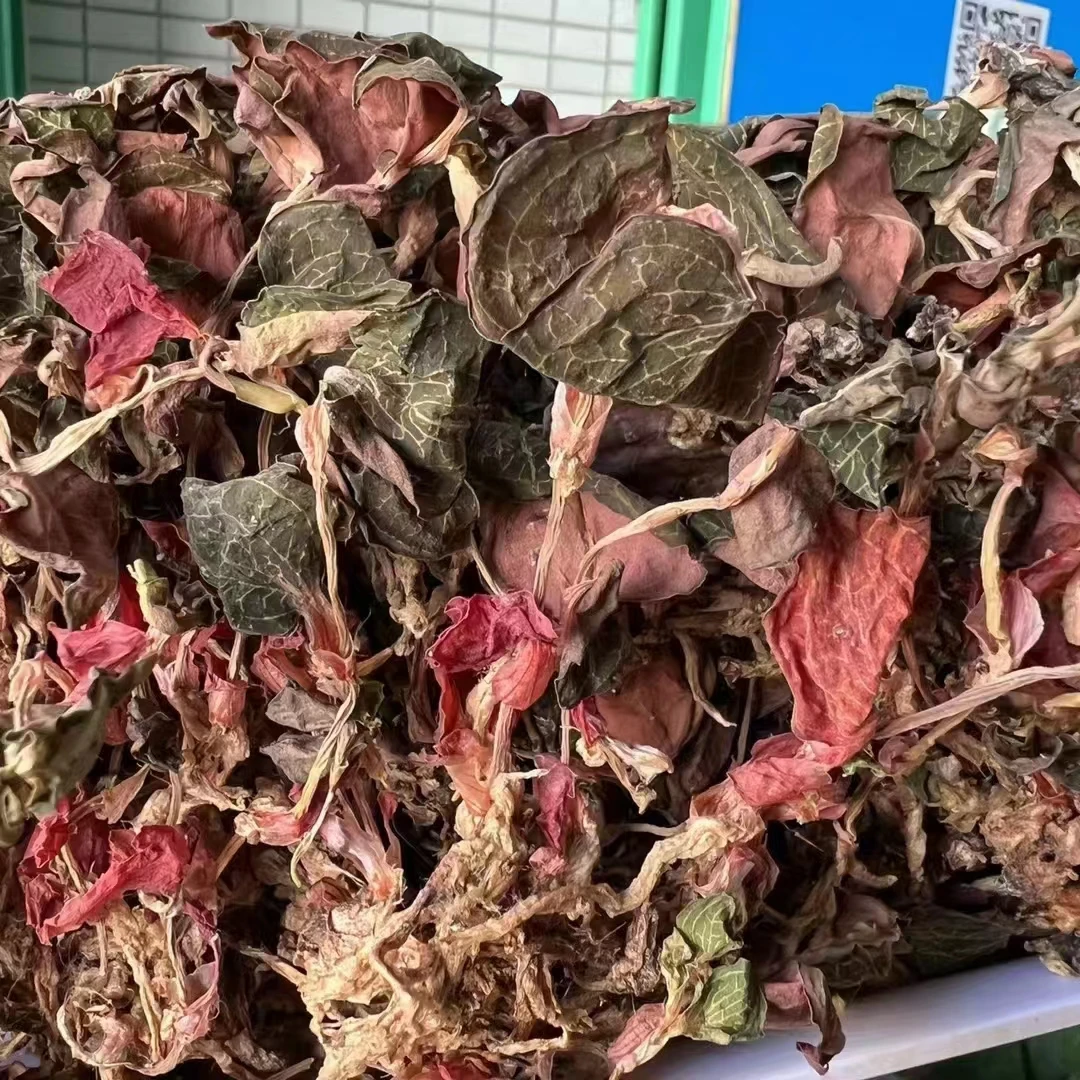 金线莲（福建红霞）整株带根 叶子纹路更细 100-500克