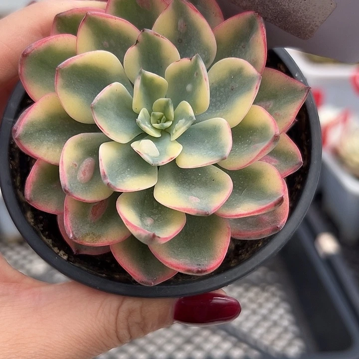 1159雨滴锦多肉植物