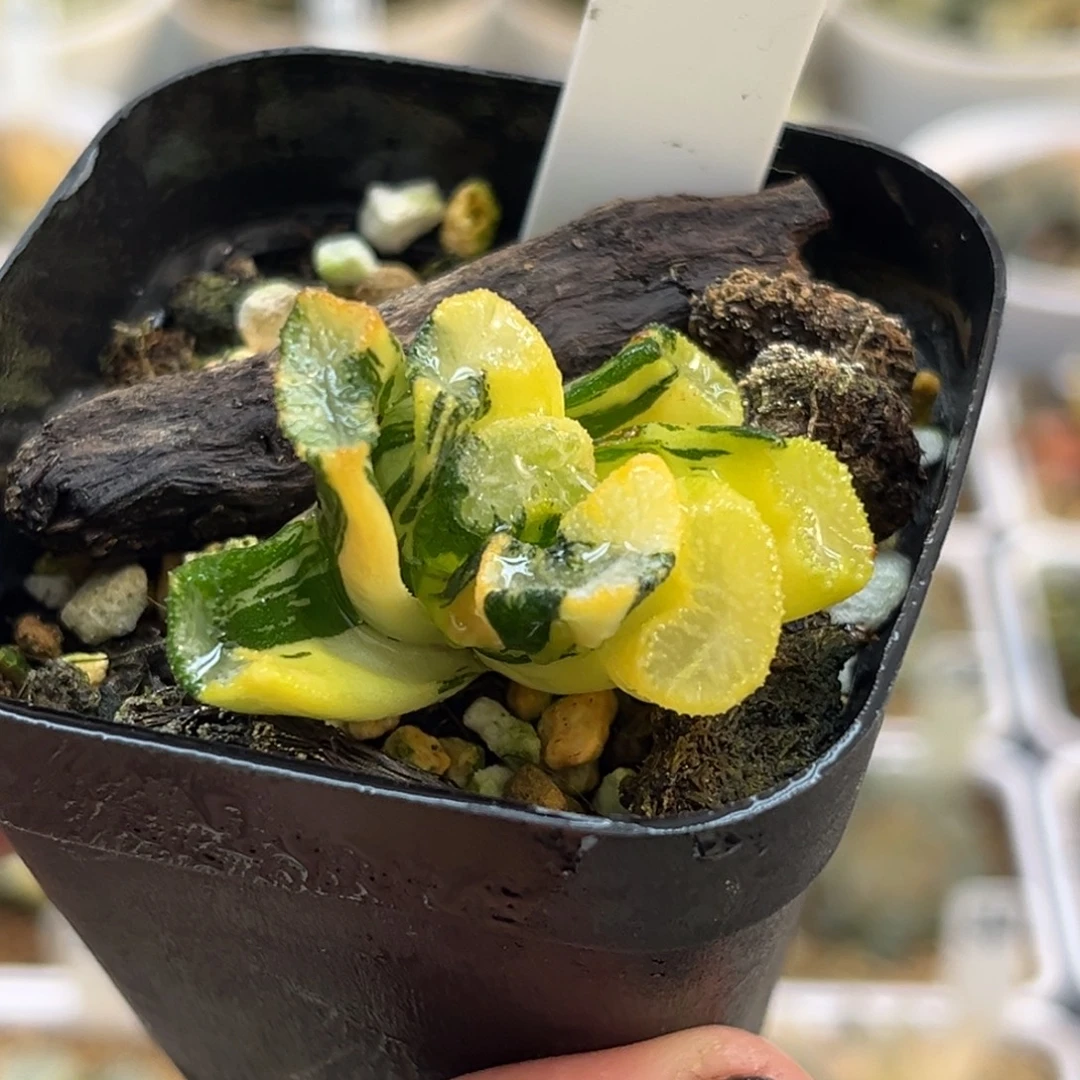 117雪女万象锦（根不好介意勿拍）福利专场