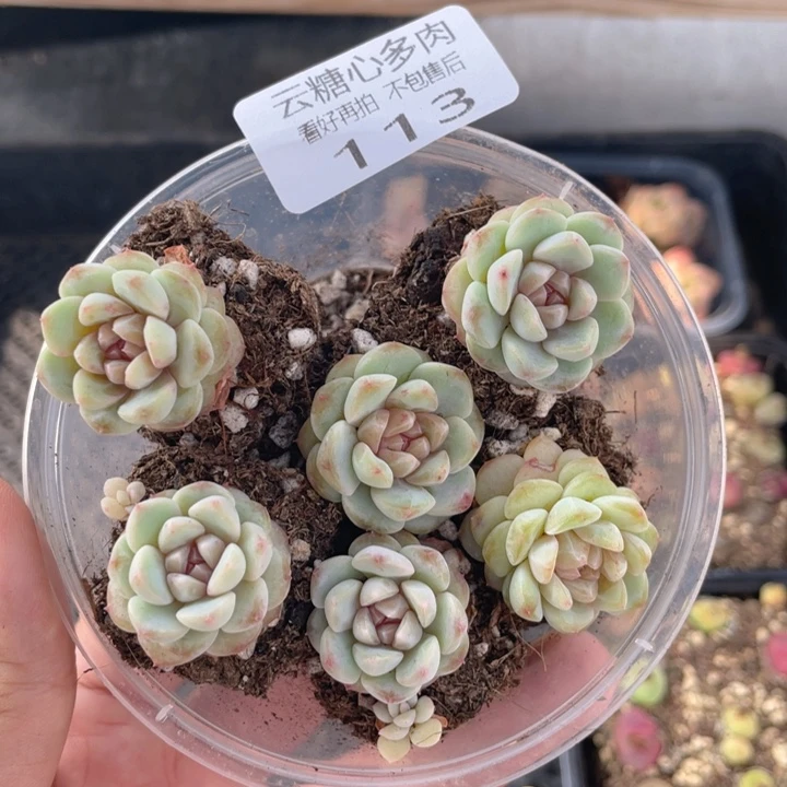 云糖心多肉植物113
