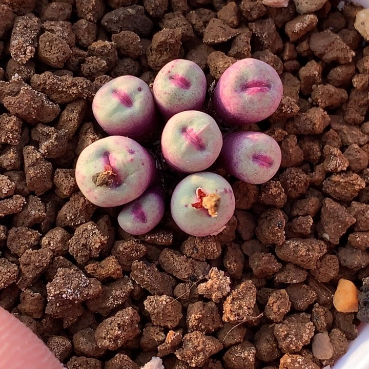 精品多肉植物园艺1380