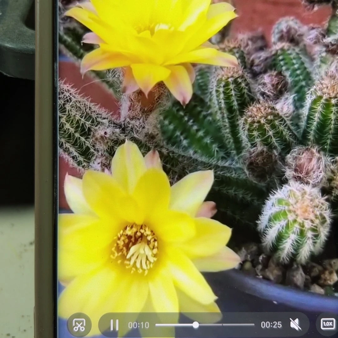 下110白檀普拉根5公分左右脱盆发货20包邮