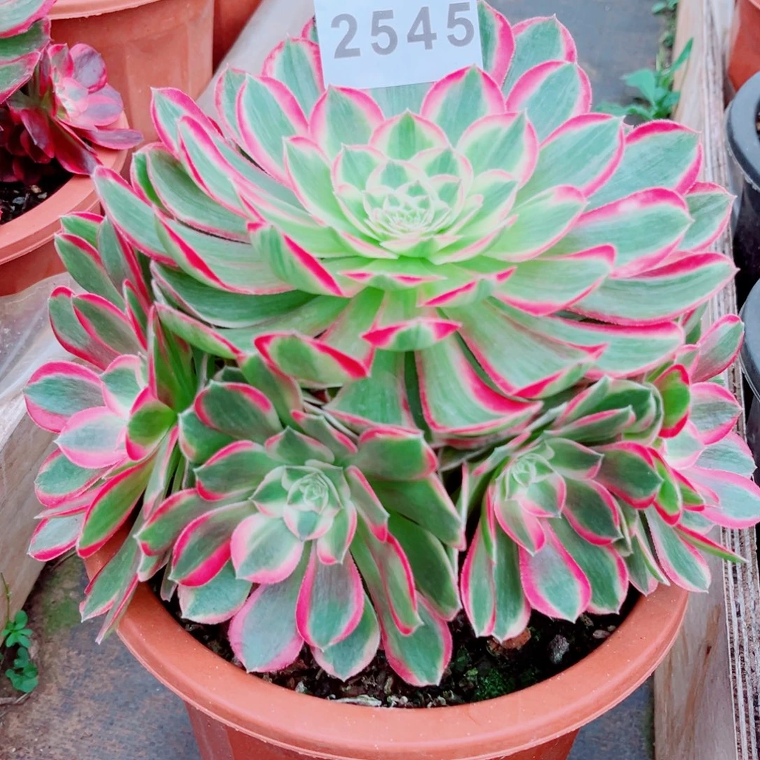 新品粉孔雀翎多肉发货