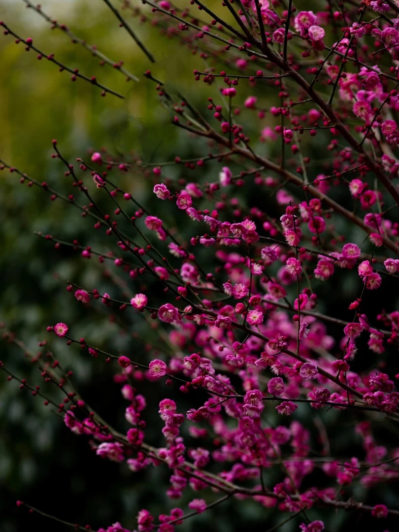 正宗骨里红朱砂红红梅耐寒室外庭院绿植新手好栽易活