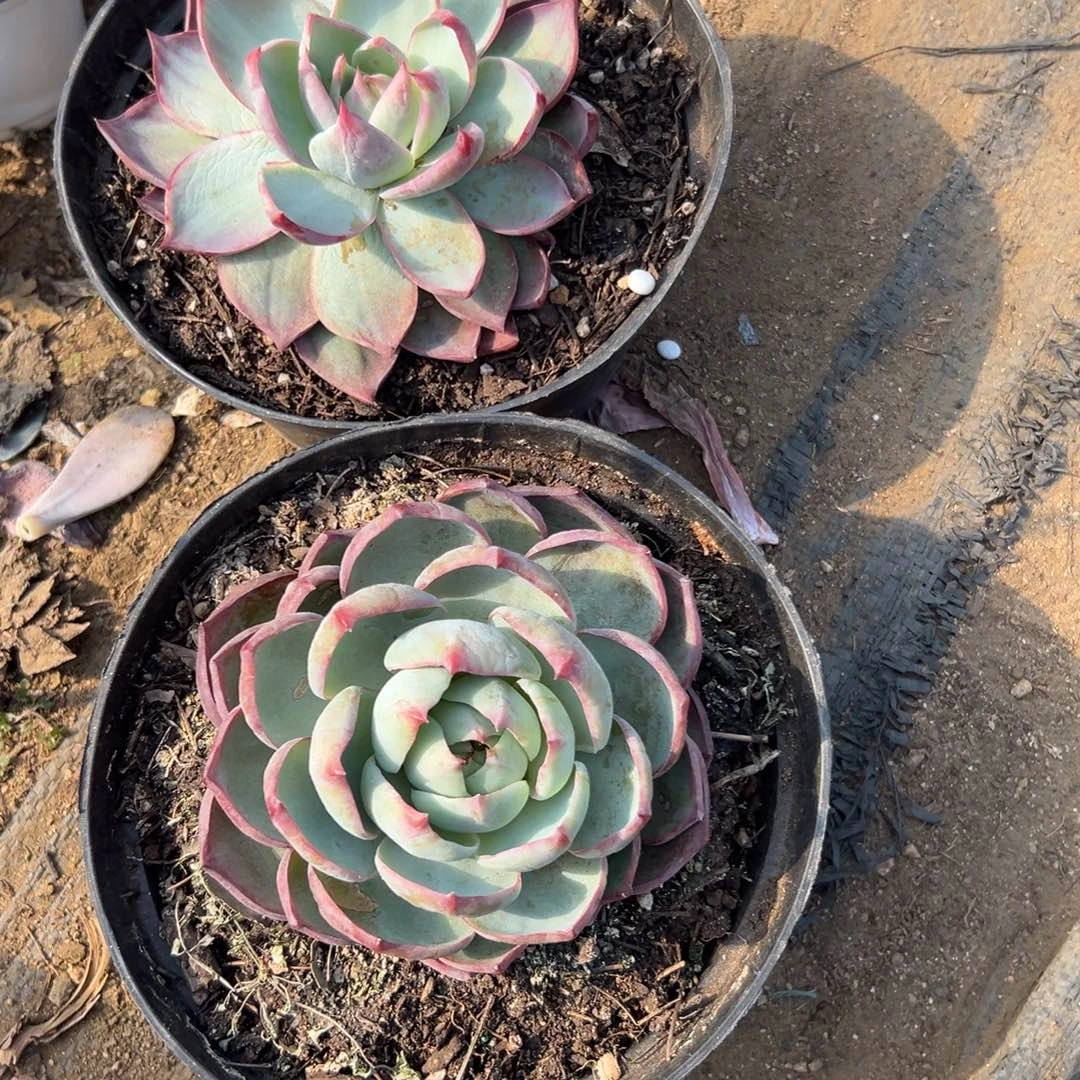 N****゛多肉植物两盆惊鸿