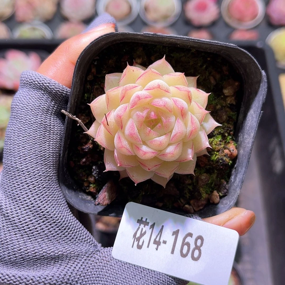 花14-168女王单头