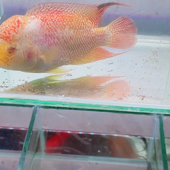 (***哥罗汉鱼啊啊啊啊啊啊